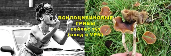 шишки Горно-Алтайск